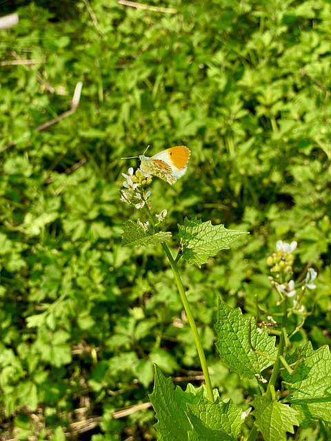 Free Butterfly Wings photo and picture