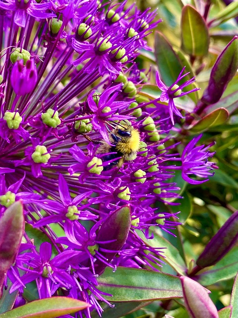 Free Flower Bee photo and picture
