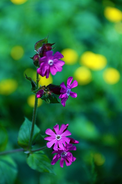 Free Flower Purple photo and picture