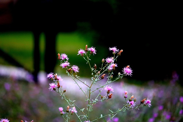 Free Flowers Plant photo and picture