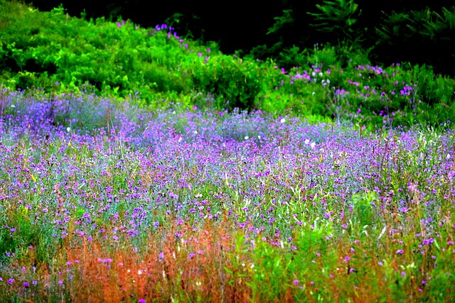 Free Lavender Nature photo and picture