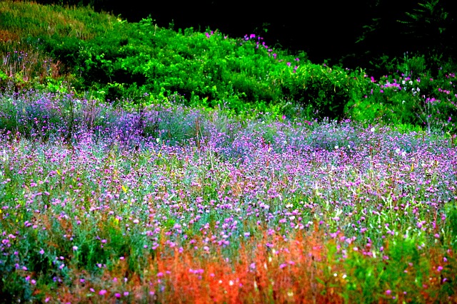 Free Flowers Field photo and picture