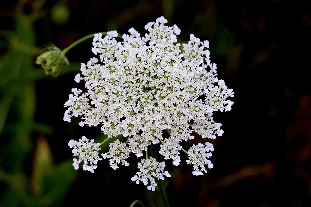Free Flowers White Flowers photo and picture