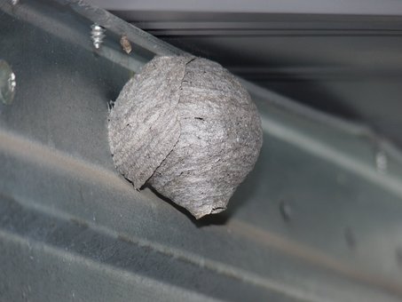 Free Wasp Nest Nature photo and picture