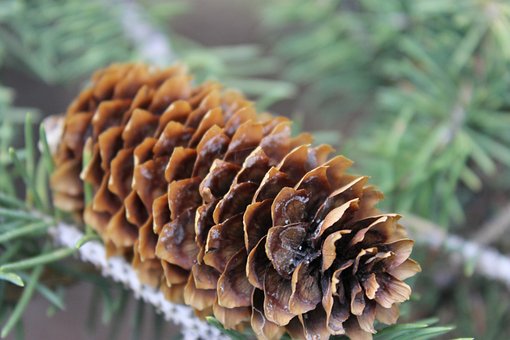 Free Pine Cone Pine photo and picture