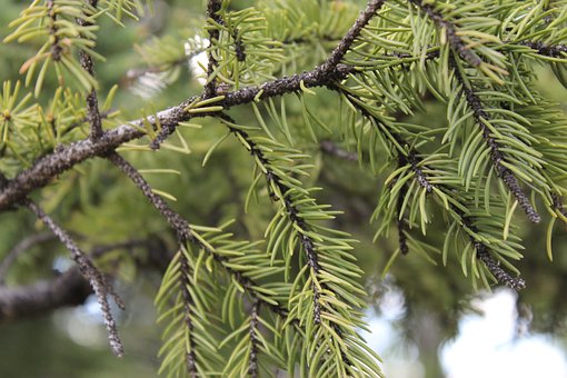 Free Pine Fir photo and picture
