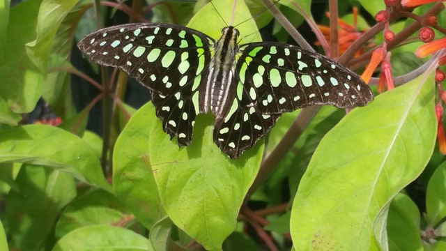Free Butterfly Insect photo and picture