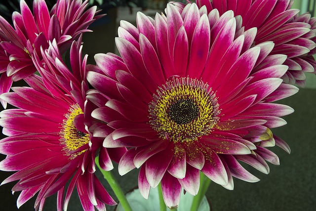 Flor, Hermosas Flores