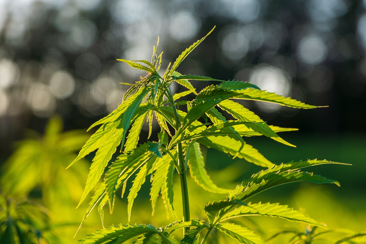 麻大麻树叶 Pixabay上的免费照片 麻大麻树叶 Pixabay上的免费照片