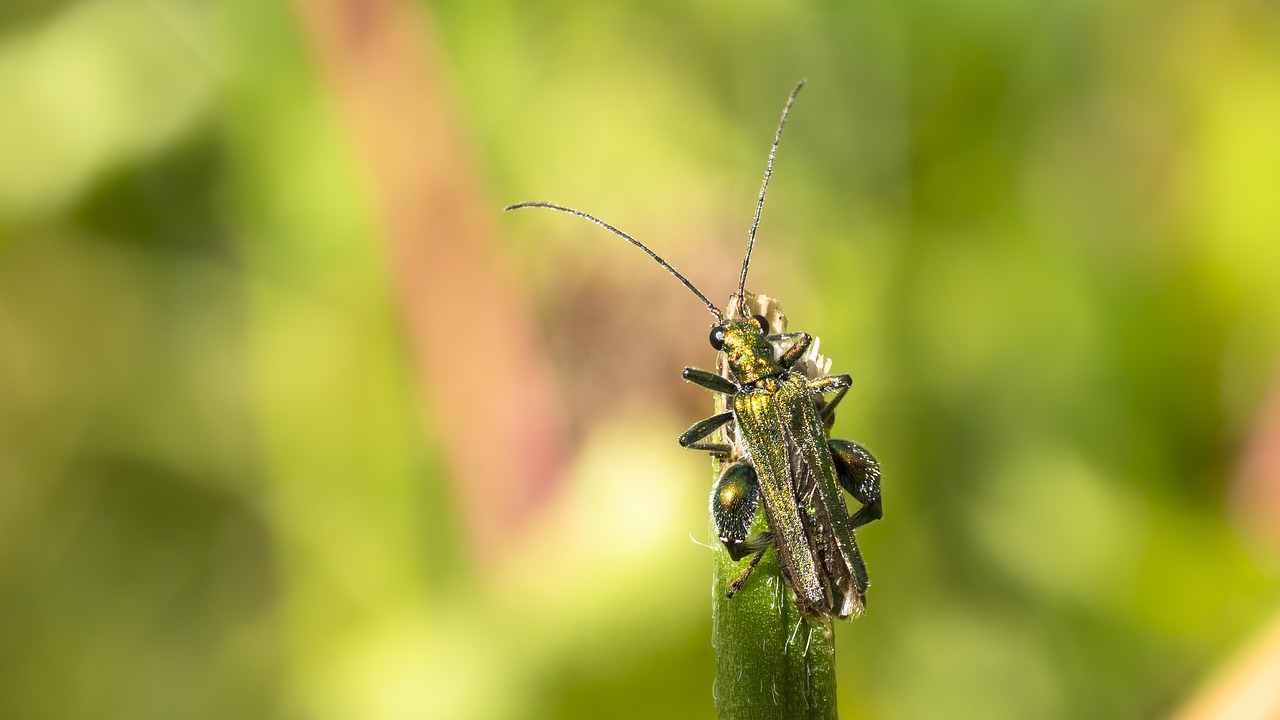 Insect - free online jigsaw puzzle photo