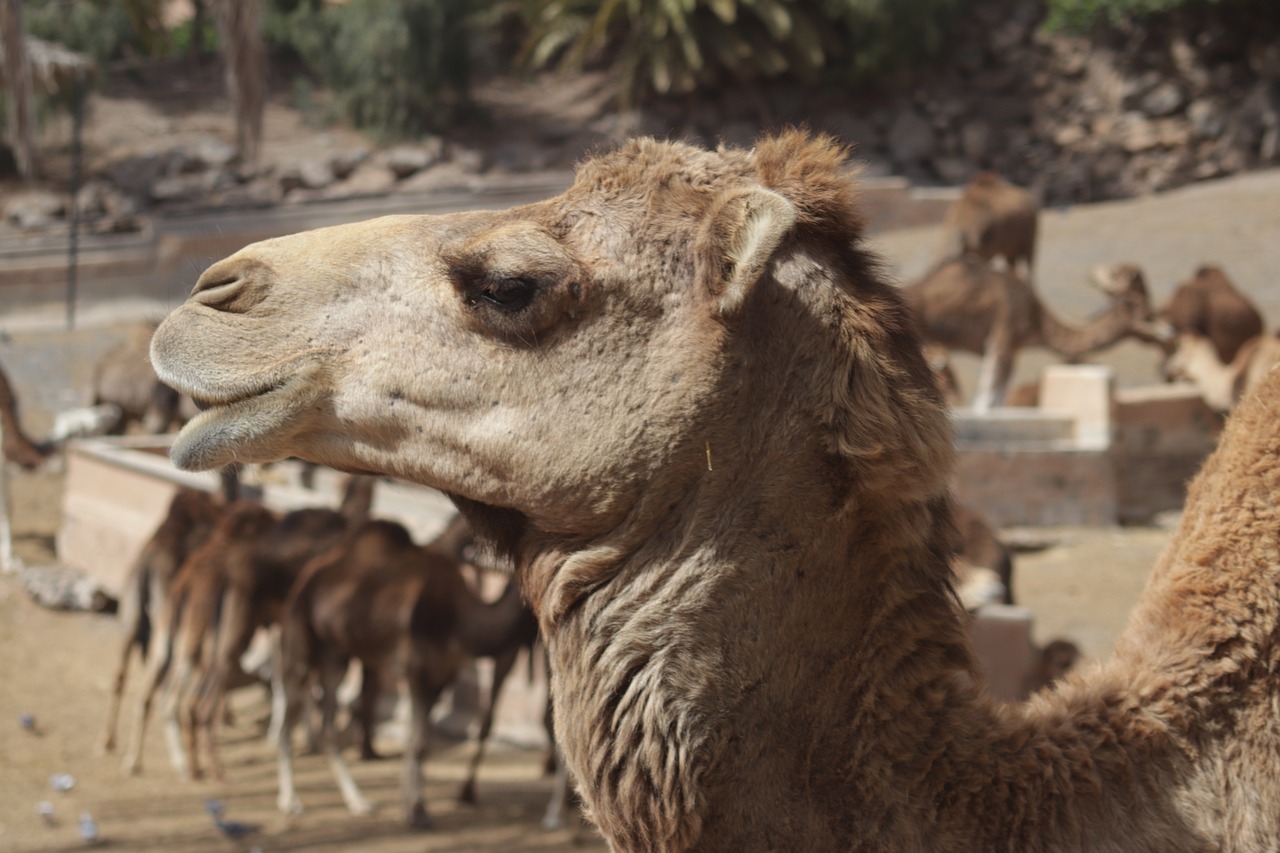 Camelo Animal Mamífero - Foto gratuita no Pixabay