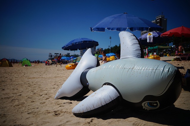 Free Dolphin Sea photo and picture