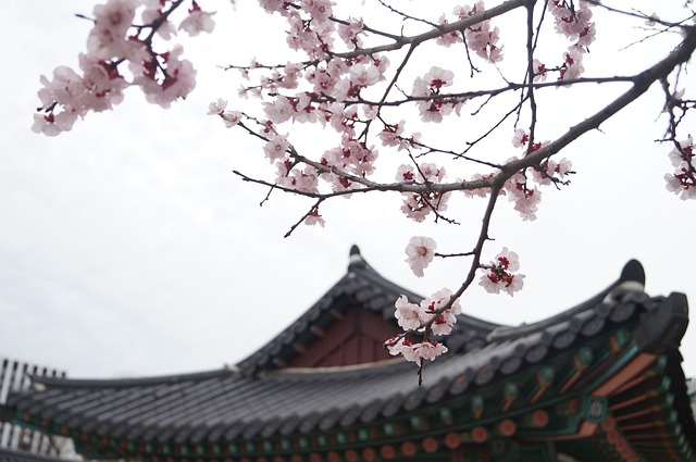 Free Flower Sakura photo and picture