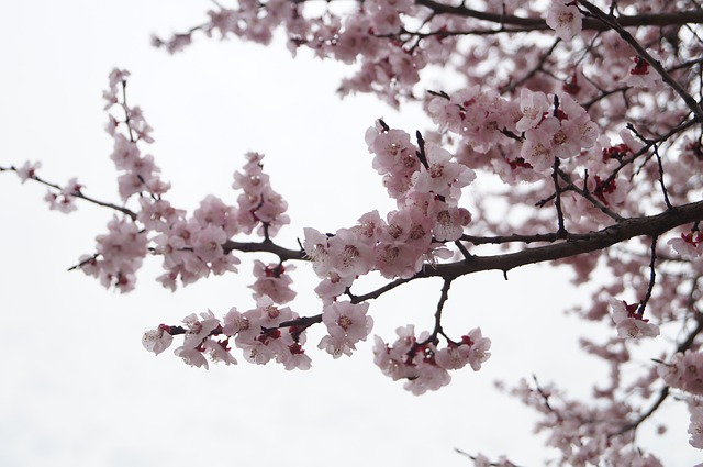 Free Flower Sakura photo and picture