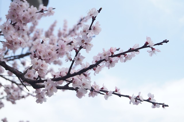 Free Flower Cherry Blossom photo and picture