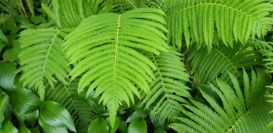 蕨类树叶植物 Pixabay上的免费照片