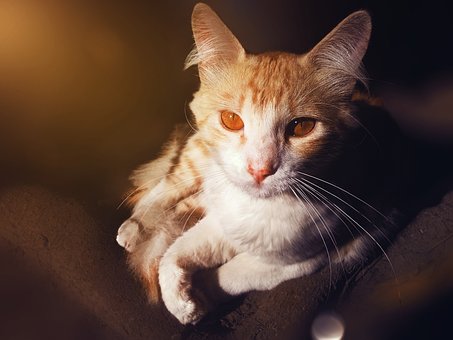 Gato, Gato Amarillo, Gato Bonito