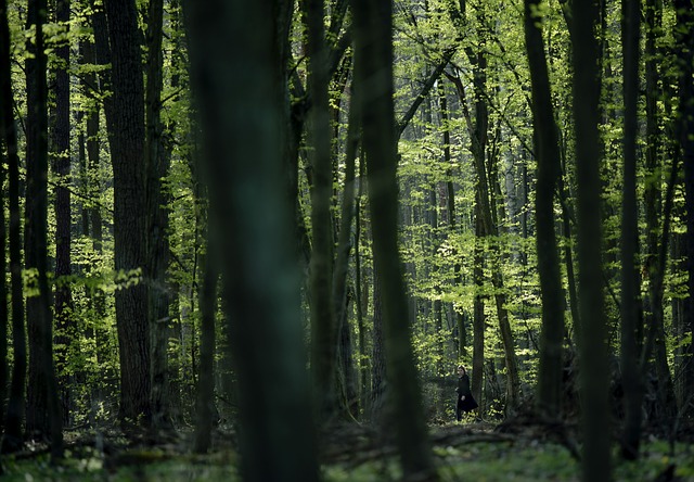 Wald, Mädchen, Natur, Landschaft, Grün