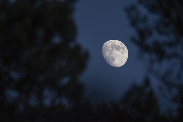 Mond, Wald, Nacht, Fantasie, Natur
