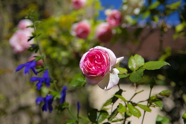 Free Flowers Nature photo and picture