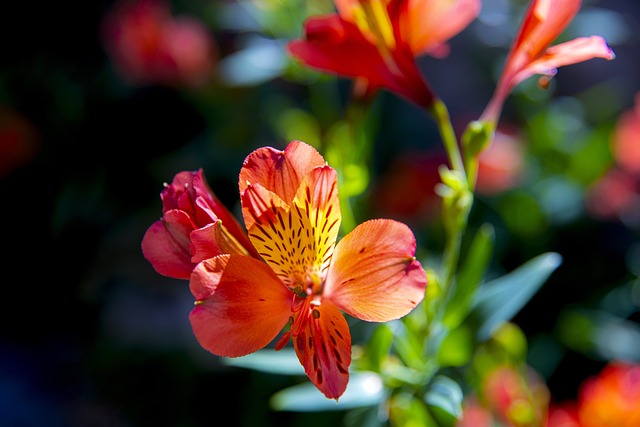 Free Flowers Petals photo and picture