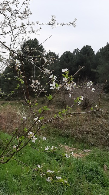 Free Nature Forest photo and picture