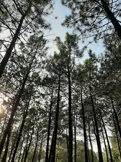 Free Forest Trees photo and picture