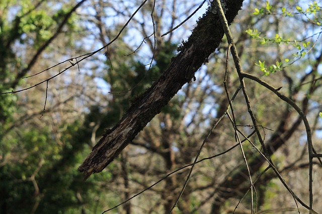 Free Wood Forest photo and picture