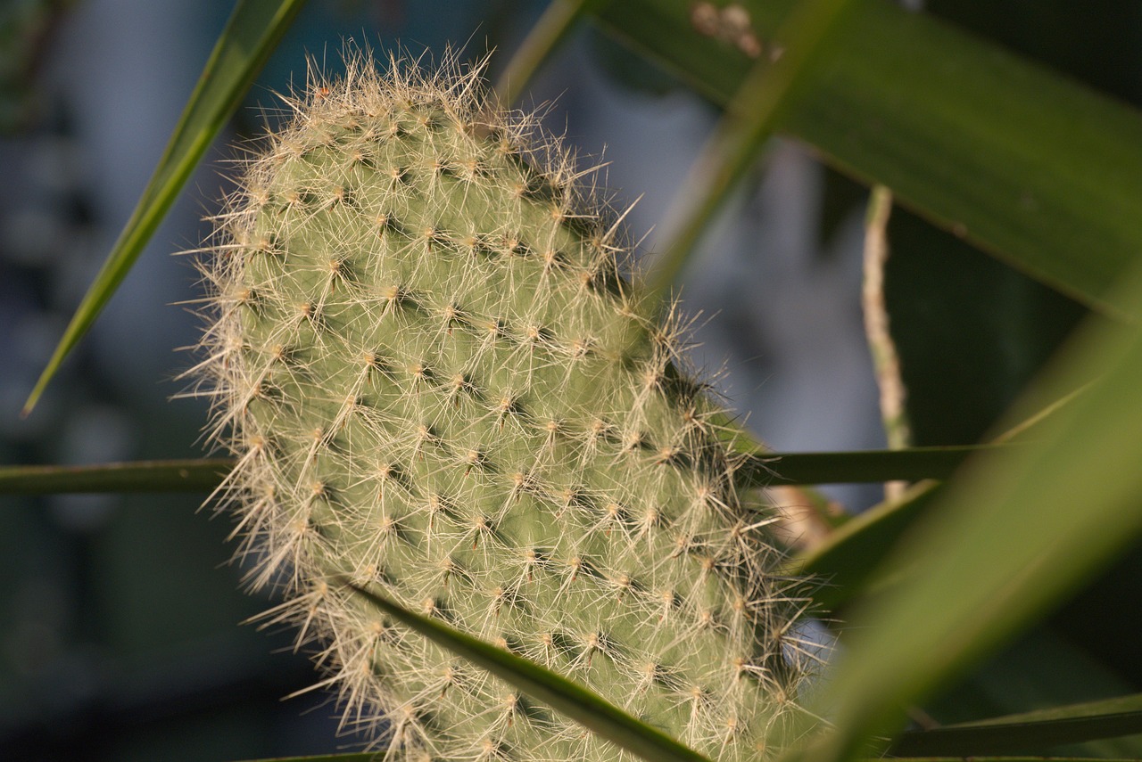 Cactus Spines Succulent Free photo on Pixabay Pixabay