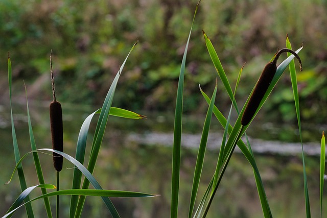 Flora Reeds Pond - Free photo on Pixabay - Pixabay