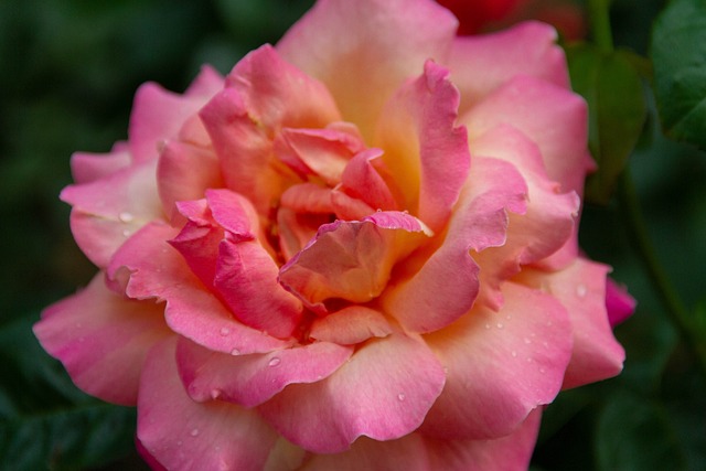 Flor, Flor Rosa, Cluj, Napoca