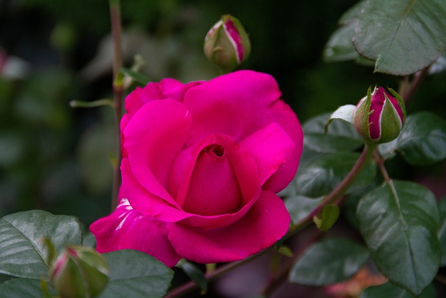Flor, Cluj, Napoca, Bothanical