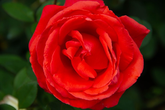 Flor, Pétalos, Sale De, Follaje, Rosa