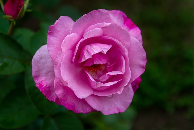 Flor, Pétalos, Hermosas Flores