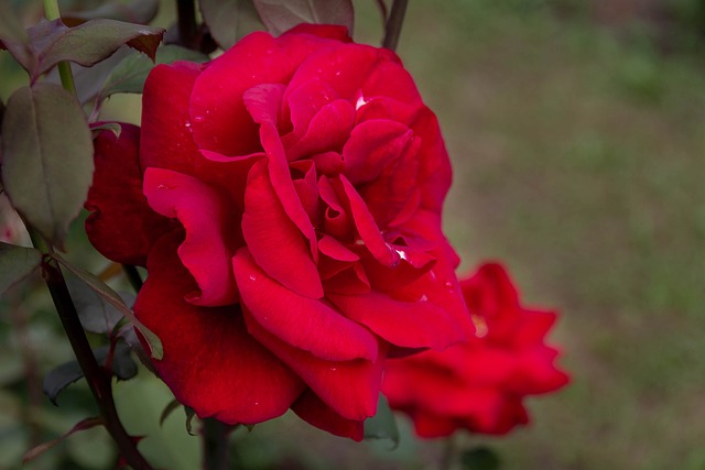 Flor, Pétalos, Papel Pintado De Flores
