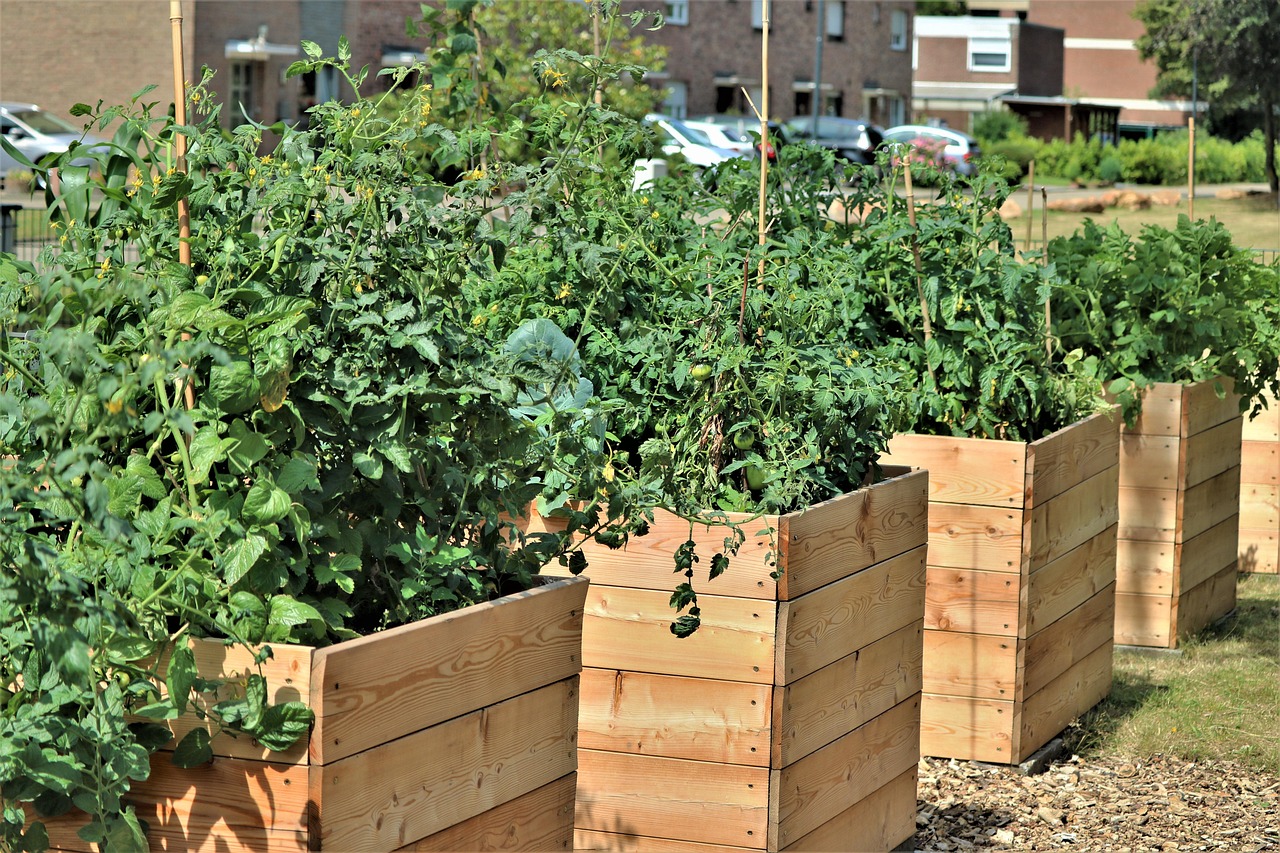 Free Garden Vegetables photo and picture