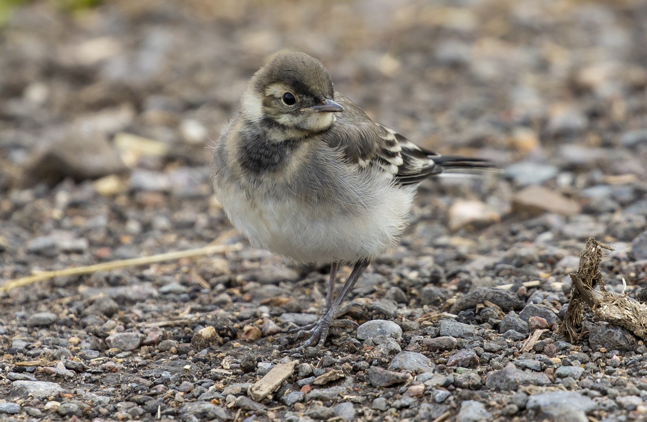 juvenile-pied-wagtail-free-photo-on-pixabay