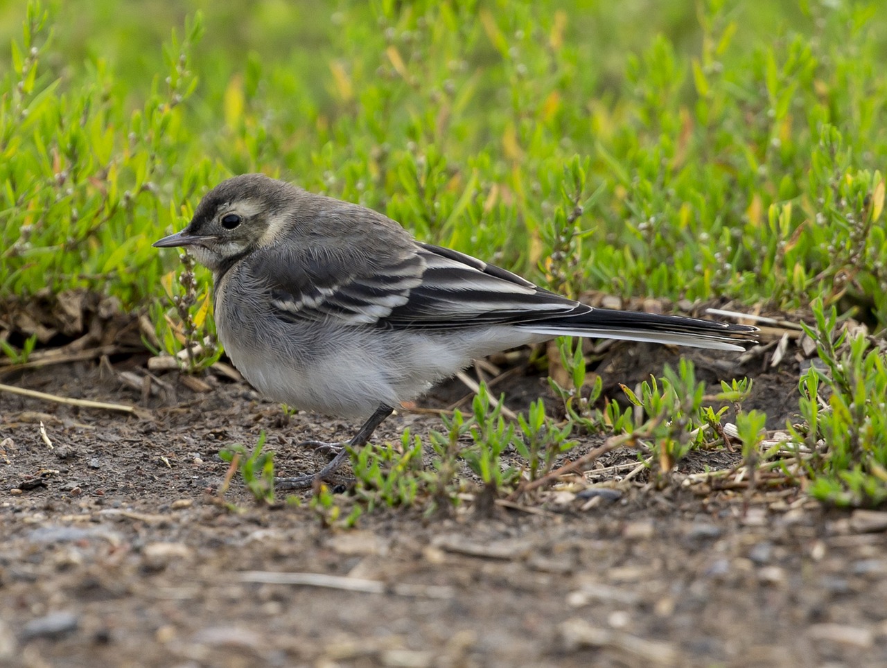 juvenile-pied-wagtail-free-photo-on-pixabay