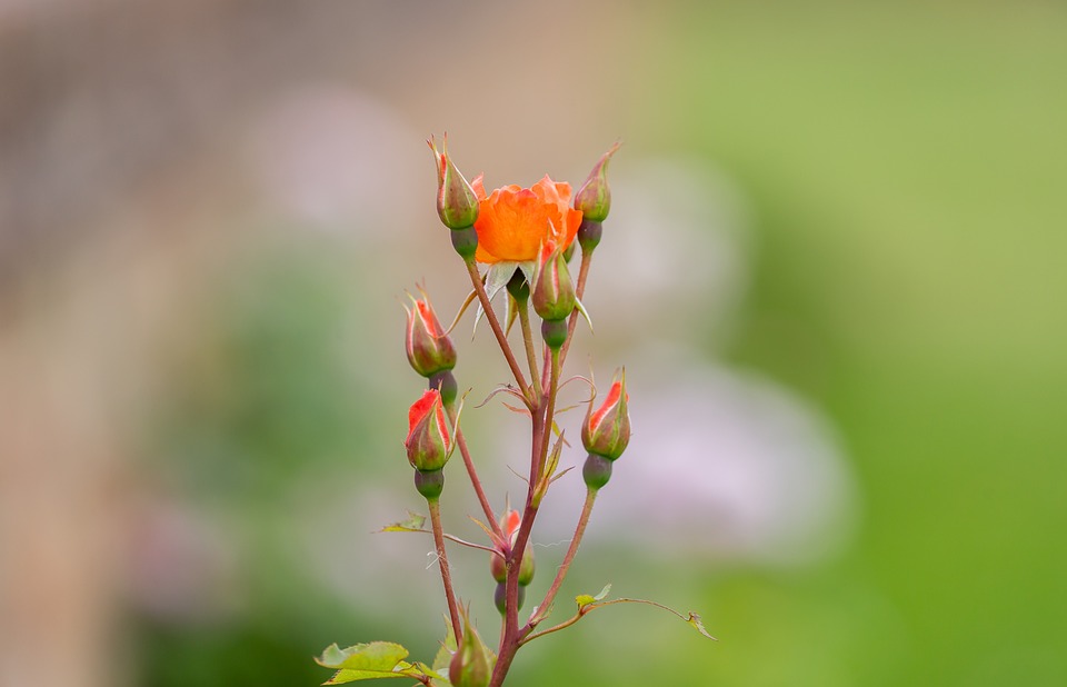 Orange Rose Buds Free Photo On Pixabay Pixabay