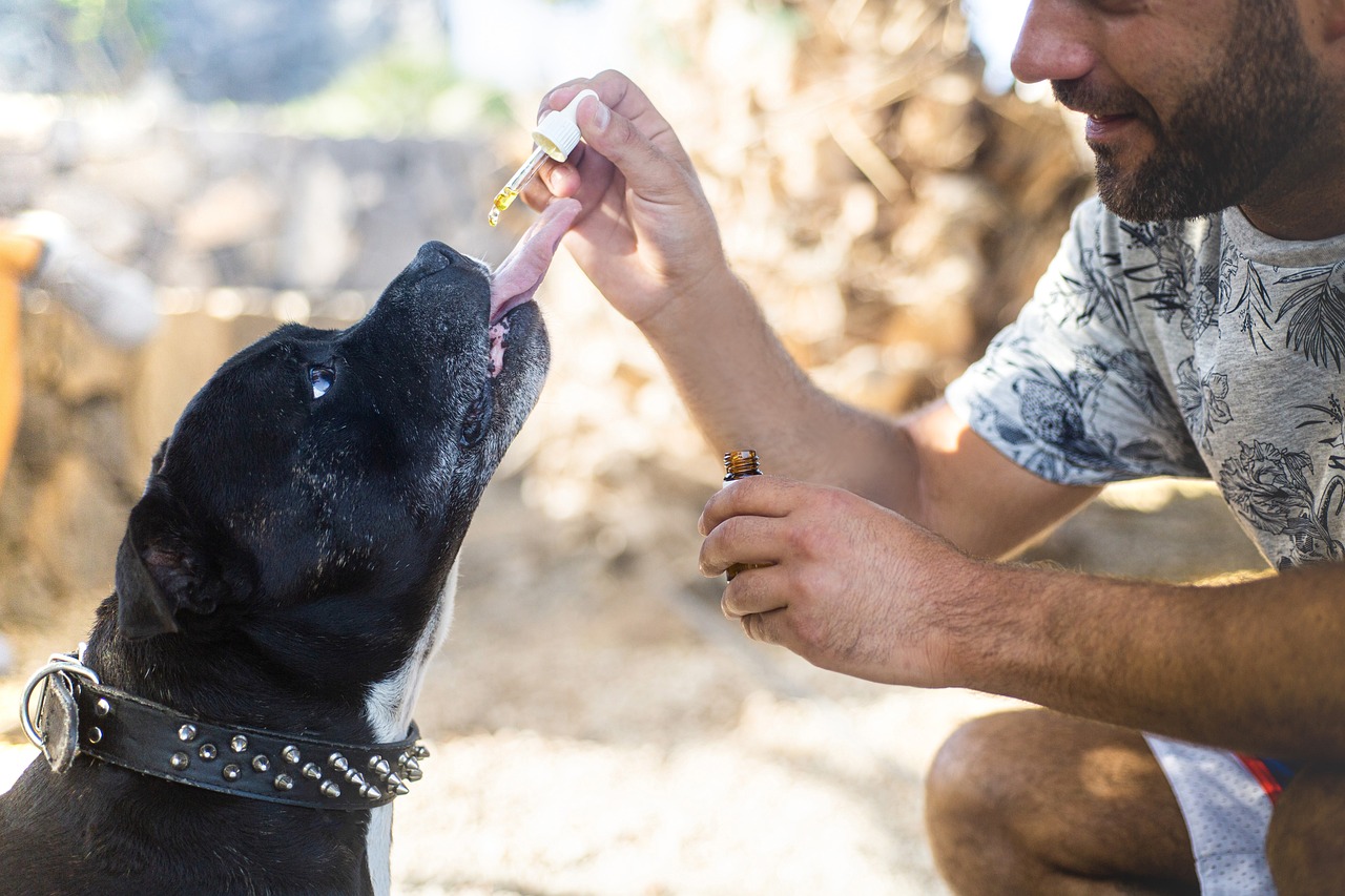 Cdb Aceite De Perros - Foto gratis en Pixabay - Pixabay