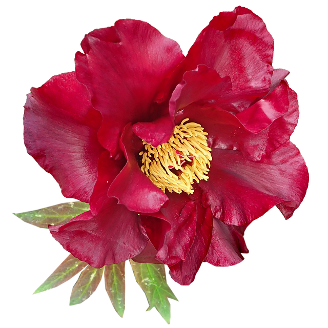 Free flower red peony illustration