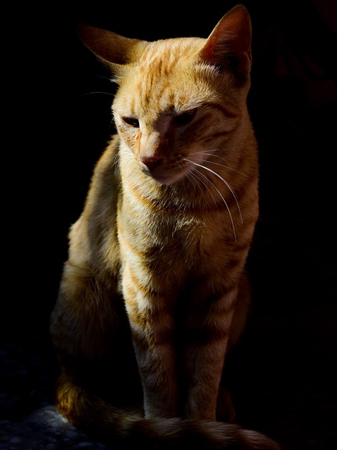 Kat, Feline, Kitty, Killing, Tegning