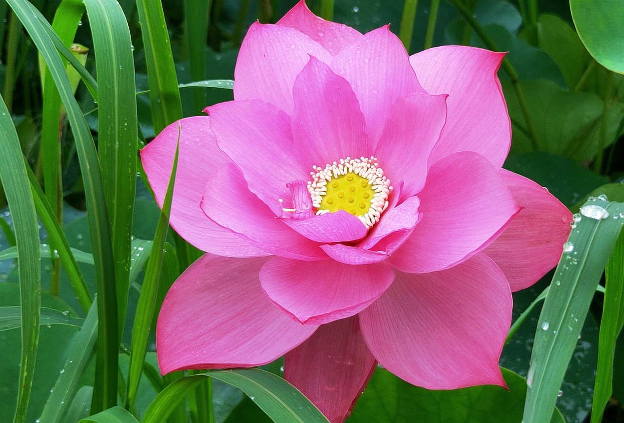 Lotus Flower Water Free photo on Pixabay Pixabay