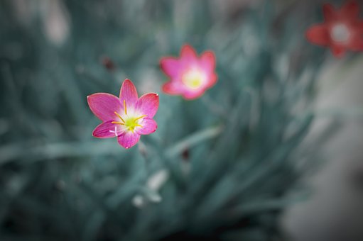 Blomster, Kronblade, Planter