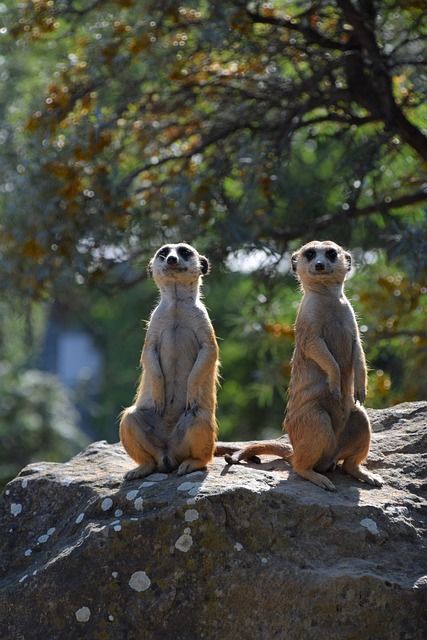Erdmännchen, Dyr, Zoo, Sød, Pels