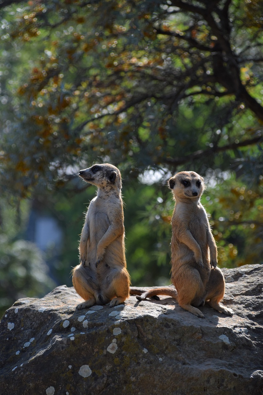 Erdmännchen Tier Zoo - Kostenloses Foto auf Pixabay - Pixabay
