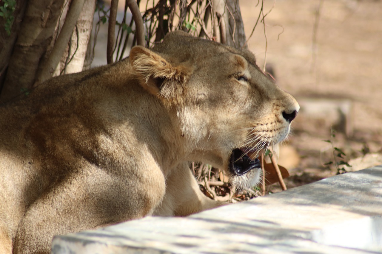 Asiatic Lion Lioness Gir Free photo