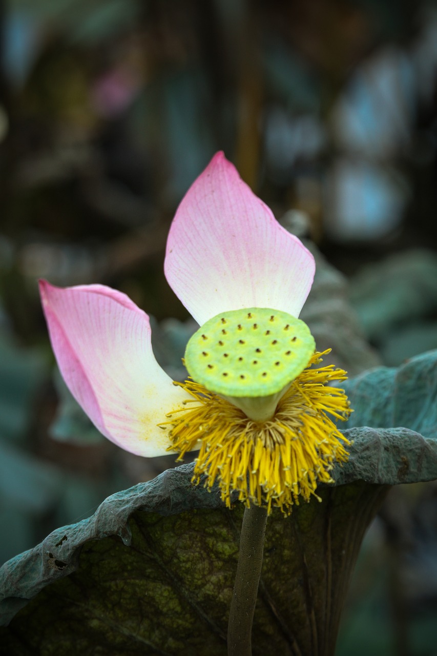 20+ Free ภาษาอังกฤษอกบัวที่ & English Lotus Images Pixabay