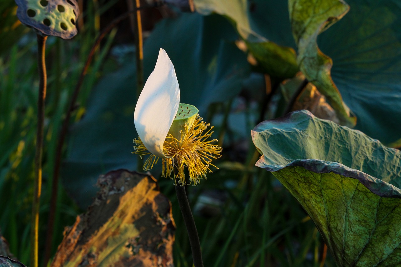 English Lotus Petals Flowers Free photo on Pixabay Pixabay