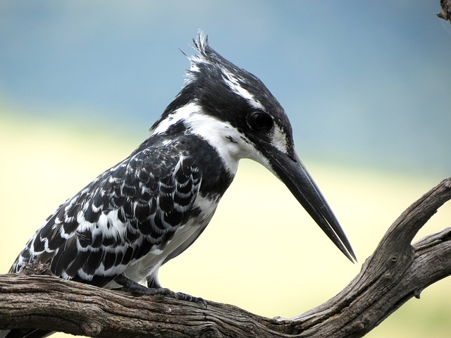 Gescheckter Eisvogel Vogel - Kostenloses Foto auf Pixabay - Pixabay